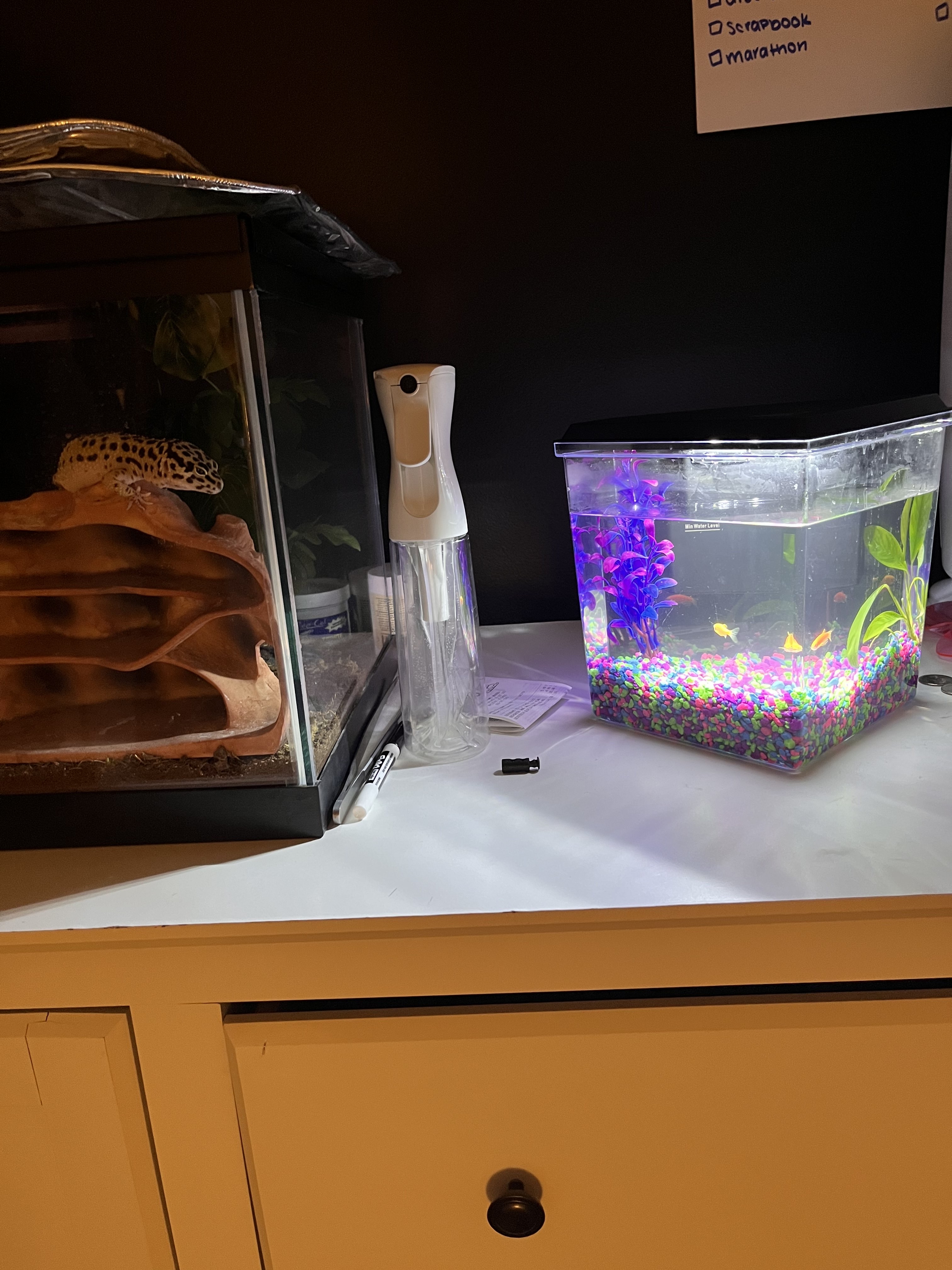 Levi staring at fishes