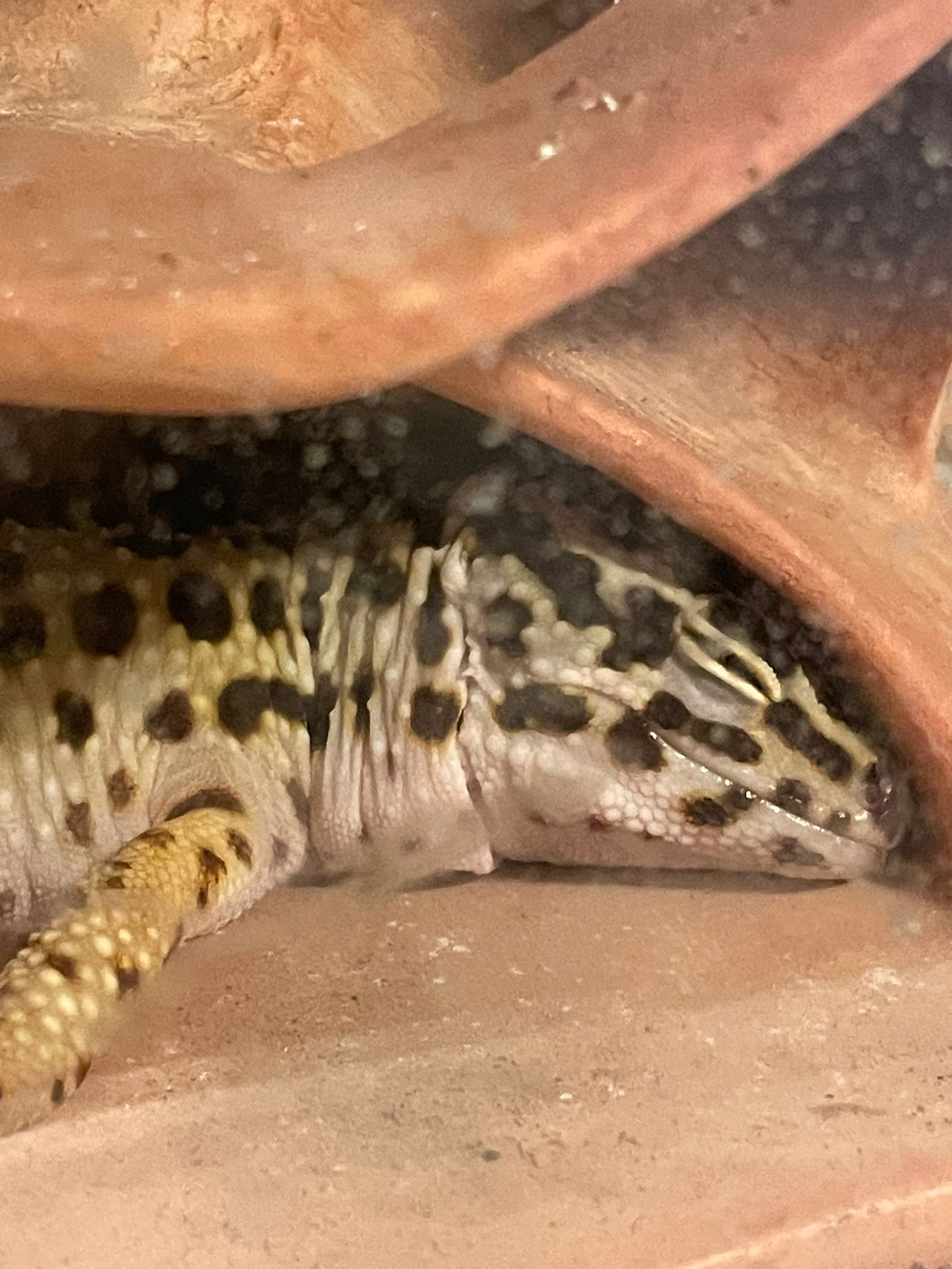 Sleepy Levi